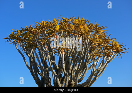 Quivertree Quiver Tree ou afrikaans, Kokerboom, aloe dichotoma avec sunrise, Keetmanshoop, la Namibie, l'Afrique, de l'oder Qui Koecherbaum Banque D'Images