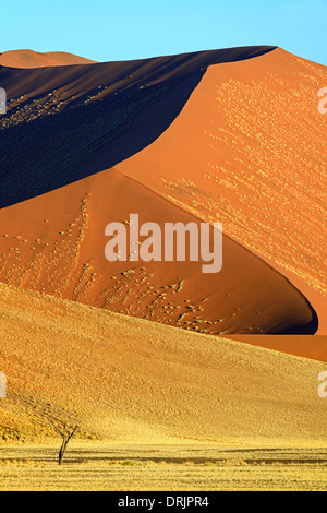 De gigantesques dunes de sable dans la dernière lumière du soir, le Parc National Namib Naukluft, Sossusvlei, Namibie, Afrique, riesige im Sandduenen Banque D'Images