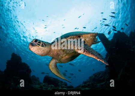 Une tortue de mer vertes nage sous un plongeur au point Kahe, Oahu Banque D'Images