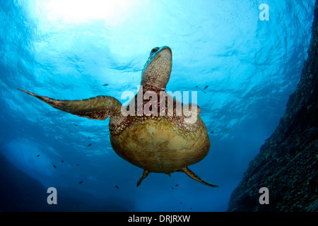 Une tortue de mer vertes moins un retournement vole au-dessus. Banque D'Images