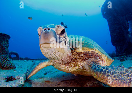 Une tortue de mer vertes repose sur l'épave du YO-257. Banque D'Images