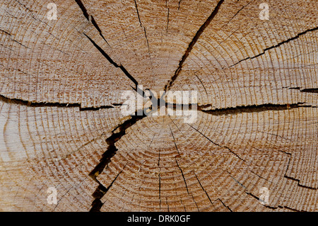 Coupe d'arbre de pin ponderosa log montrant les anneaux de croissance. Banque D'Images