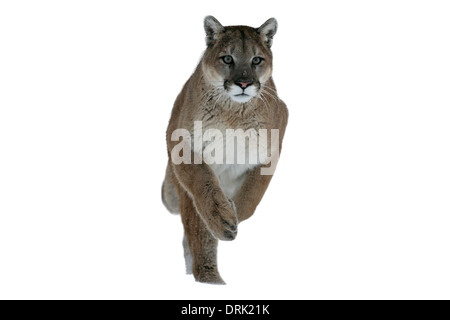 Puma ou Lion de montagne, Puma concolor, seul chat dans la neige, captive Banque D'Images