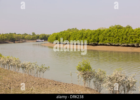 Les mangroves dans les Sunderbans, Ganges, Delta, l'Inde, la région est très faible élévation et vulnérables à la montée du niveau de la mer. Banque D'Images