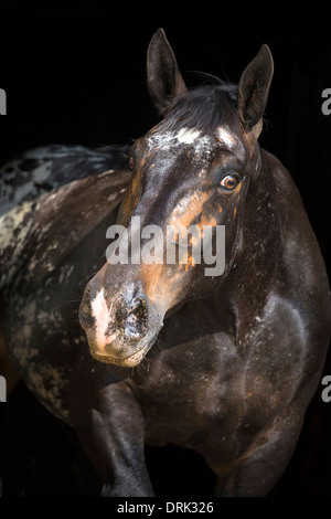 Noriker Horse Portrait of a leopard-spotted mare Autriche Banque D'Images
