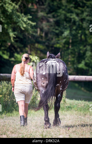 Noriker Cheval. Leader femme leopard-spotted mare retour à l'étable. L'Autriche Banque D'Images