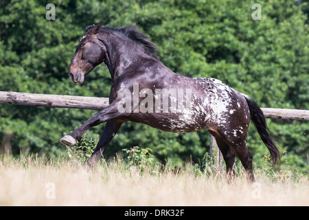 Noriker-spotted Leopard cheval galopant sur un pâturage mare Banque D'Images