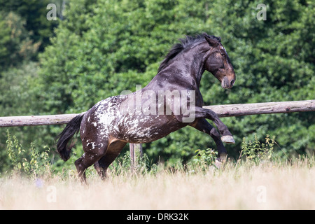 Noriker-spotted Leopard cheval galopant sur un pâturage mare Banque D'Images