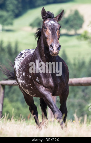 Noriker-spotted Leopard cheval galopant sur un pâturage mare Banque D'Images