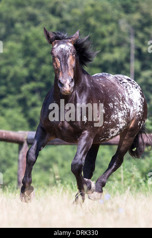 Noriker-spotted Leopard cheval galopant sur un pâturage mare Banque D'Images