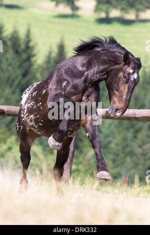 Noriker-spotted Leopard cheval galopant sur un pâturage mare Banque D'Images