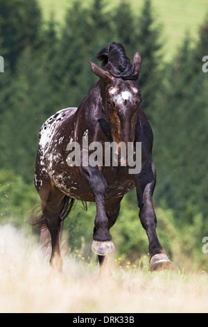 Noriker-spotted Leopard cheval galopant sur un pâturage mare Banque D'Images