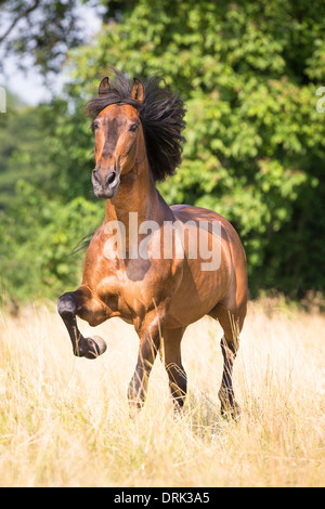 Cheval Espagnol pur trotteur hongre andalou Bay sur un pâturage Allemagne Banque D'Images