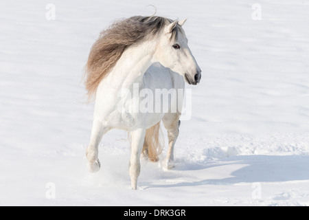 Cheval Espagnol pur étalon gris andalou trotting dans la neige Allemagne Banque D'Images