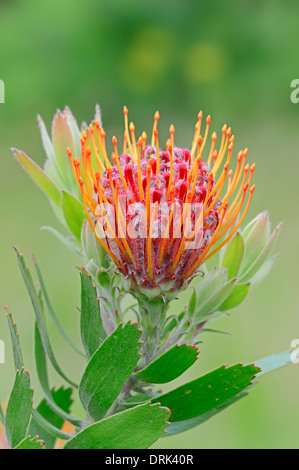 Tuffed Pincushion (Leucospermum glabrum x tottum) Banque D'Images