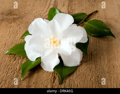 CAMELLIA JAPONICA (bicolor Photo Stock - Alamy