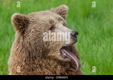 L'ours brun (Ursus arctos), des profils de bâiller. La Suède Banque D'Images