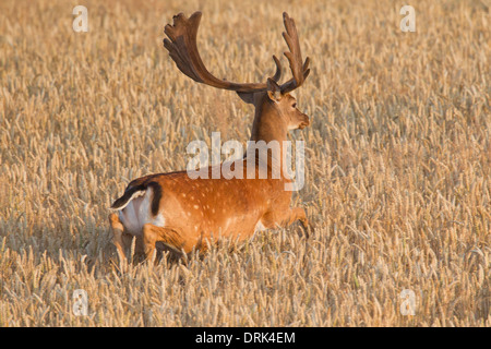 Fallow Deer (Cervus dama, Dama dama). Buck fuyant dans un champ de blé. Scania. La Suède Banque D'Images
