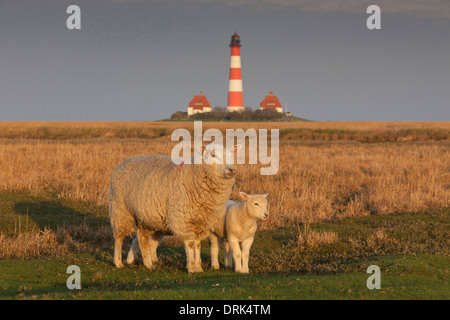 Le mouton domestique (Ovis ammon aries). Ewe avec de l'agneau sur un marais avec le phare Westerheversand en arrière-plan. Presqu'île de Banque D'Images