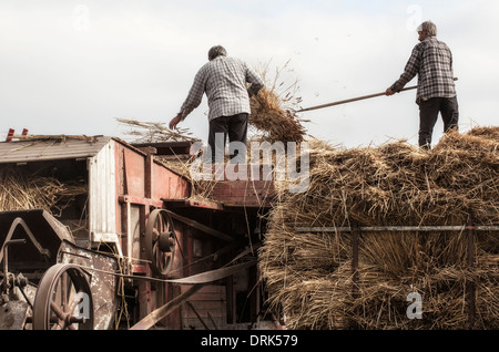 Scène d'une démonstration de battage à vapeur à un vintage country fair Banque D'Images