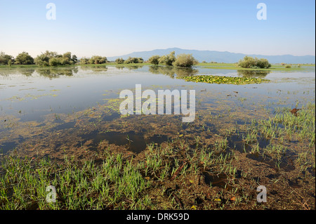 Lake Kerkini, Grèce Banque D'Images