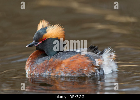 Grèbe de Slavonie. Grèbe esclavon (Podiceps auritus), adulte en plumage nuptial sur l'eau. La Suède Banque D'Images