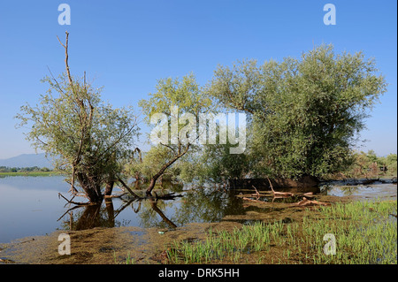 Arbres au lac Kerkini, Grèce Banque D'Images