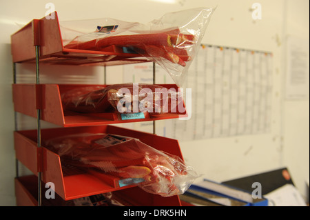 Oldroyds ferme la rhubarbe dans Carlton près de Wakefield, dans le West Yorkshire, England uk Banque D'Images