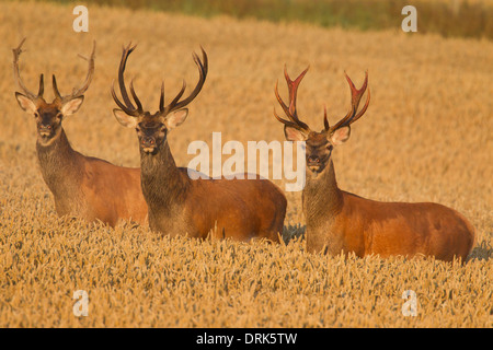 Red Deer (Cervus elaphus). Trois cerfs dans un champ de blé. Scania. La Suède Banque D'Images