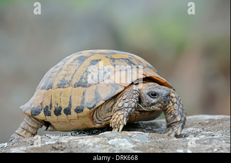 L'Est de la tortue d'Hermann, tortue grecque, l'Boettger Tortue (Testudo hermanni boettgeri), Grèce, Europe Banque D'Images