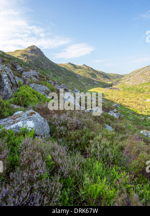 Tavy cleave en été, le parc national du Dartmoor Devon Uk Banque D'Images