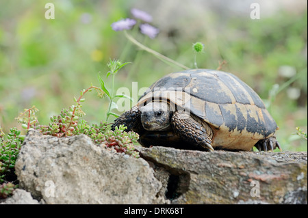 L'Est de la tortue d'Hermann, tortue grecque, l'Boettger Tortue (Testudo hermanni boettgeri), Grèce, Europe Banque D'Images