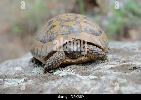 L'Est de la tortue d'Hermann, tortue grecque, l'Boettger Tortue (Testudo hermanni boettgeri), Grèce, Europe Banque D'Images