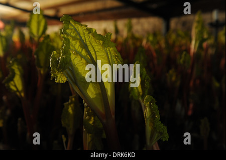 Oldroyds ferme la rhubarbe dans Carlton près de Wakefield, dans le West Yorkshire, England uk Banque D'Images