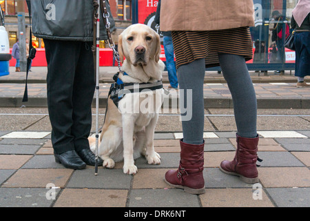 Chien-guide à l'aveugle et de l'entreprise attendent le tramway. Banque D'Images