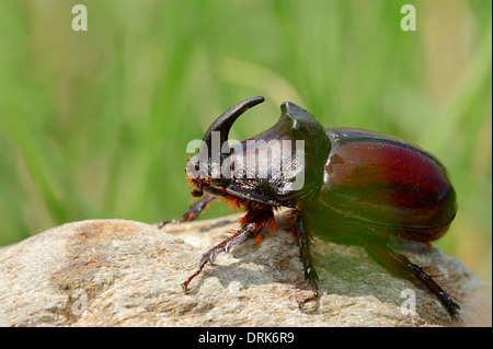 Du scarabée rhinocéros (Oryctes nasicornis), homme, Grèce, Europe Banque D'Images