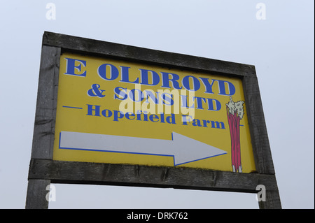 Oldroyds ferme la rhubarbe dans Carlton près de Wakefield, dans le West Yorkshire, England uk Banque D'Images