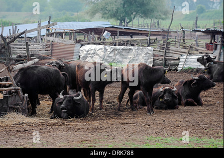 Buffle d'Asie ou Carabao (Bos arnee, Bubalus arnee), groupe, Grèce, Europe Banque D'Images