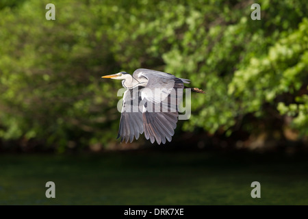 Héron cendré Ardea cinerea Graureiher Fischreiher Banque D'Images