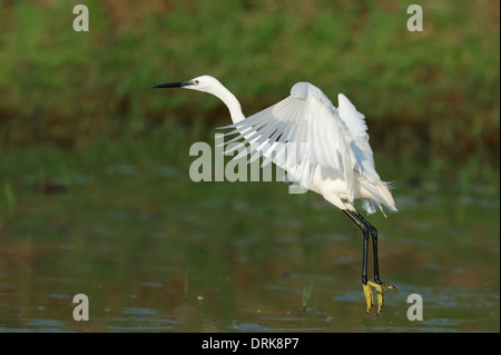 L'aigrette garzette, Grèce (Egretta garzetta), Grèce, Europe Banque D'Images