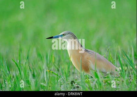 Crabier chevelu (Ardeola ralloides), Grèce, Europe Banque D'Images