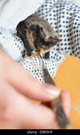 Ostrava, République tchèque . 27 Jan, 2014. De l'alimentation de couleur Parti Bat, Vespertilio murinus, Ostrava, République tchèque, le 27 janvier 2014. (Photo/CTK Jaroslav Ozana) Credit : CTK/Alamy Live News Banque D'Images