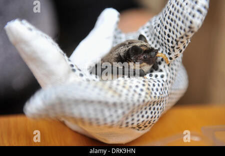 Ostrava, République tchèque . 27 Jan, 2014. De l'alimentation de couleur Parti Bat, Vespertilio murinus, Ostrava, République tchèque, le 27 janvier 2014. (Photo/CTK Jaroslav Ozana) Credit : CTK/Alamy Live News Banque D'Images