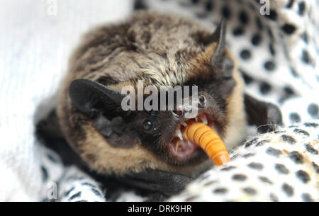 Ostrava, République tchèque . 27 Jan, 2014. De l'alimentation de couleur Parti Bat, Vespertilio murinus, Ostrava, République tchèque, le 27 janvier 2014. (Photo/CTK Jaroslav Ozana) Credit : CTK/Alamy Live News Banque D'Images
