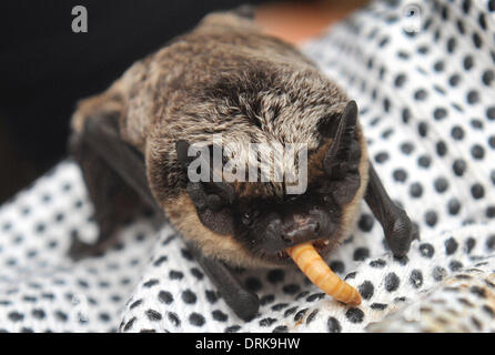 Ostrava, République tchèque . 27 Jan, 2014. De l'alimentation de couleur Parti Bat, Vespertilio murinus, Ostrava, République tchèque, le 27 janvier 2014. (Photo/CTK Jaroslav Ozana) Credit : CTK/Alamy Live News Banque D'Images