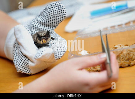 Ostrava, République tchèque . 27 Jan, 2014. De l'alimentation de couleur Parti Bat, Vespertilio murinus, Ostrava, République tchèque, le 27 janvier 2014. (Photo/CTK Jaroslav Ozana) Credit : CTK/Alamy Live News Banque D'Images