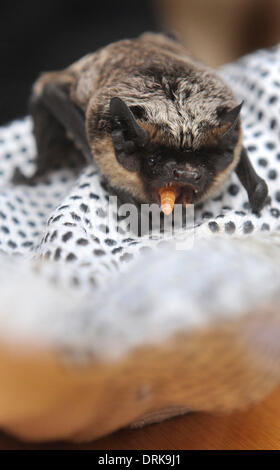 Ostrava, République tchèque . 27 Jan, 2014. De l'alimentation de couleur Parti Bat, Vespertilio murinus, Ostrava, République tchèque, le 27 janvier 2014. (Photo/CTK Jaroslav Ozana) Credit : CTK/Alamy Live News Banque D'Images