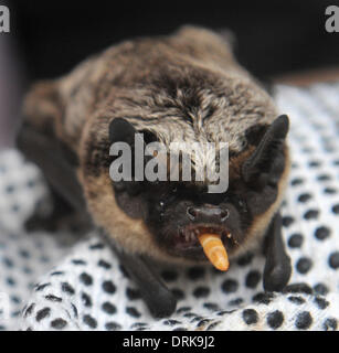 Ostrava, République tchèque . 27 Jan, 2014. De l'alimentation de couleur Parti Bat, Vespertilio murinus, Ostrava, République tchèque, le 27 janvier 2014. (Photo/CTK Jaroslav Ozana) Credit : CTK/Alamy Live News Banque D'Images