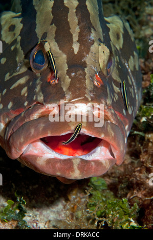 Mérou étant fait par nettoyage goby dans Little Cayman, îles Caïmans. Banque D'Images