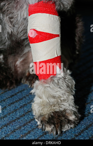 Schnauzer nain avec jambe bandée Banque D'Images